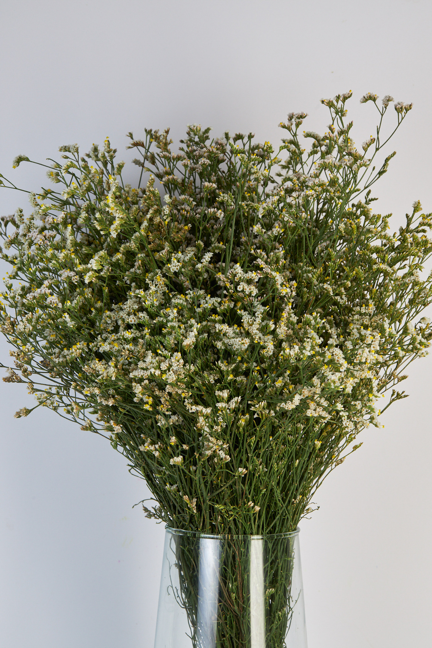 Limonium Blanco Flores Orgánicas Comestibles